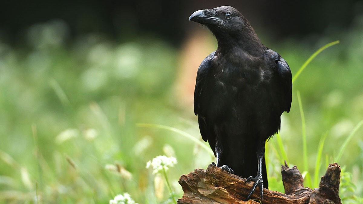 Scorpio animal raven